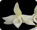 Dendrobium parishii var. alba